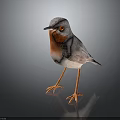 Gray Feathered Bird with Red Chest White Belly and Orange Legs Standing on Dark Background
