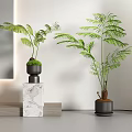 Green Potted Plants On Marble Base And Black Pot In Modern Interior With White Mirror