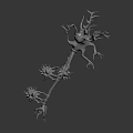 Biological Organ Anatomical 3D Model With Hair Like Neural Branches White Structure