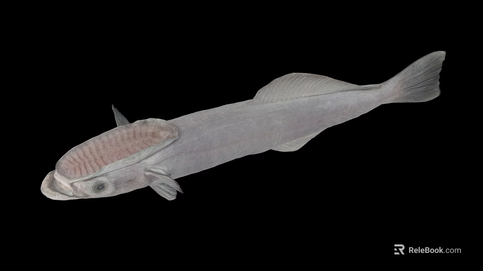 Unique Deep Sea Fish With Transparent Head And Slender Silver Body 3d model 