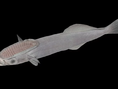 Unique Deep Sea Fish With Transparent Head And Slender Silver Body 3d model