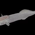 Unique Deep Sea Fish With Transparent Head And Slender Silver Body