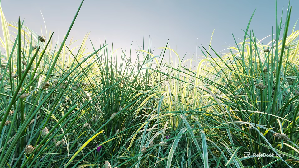 Lush Green Grass with Slender Leaves White Stripes and Small Spikes under Blue Sky Sunlight 3d model 