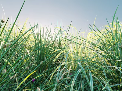 Lush Green Grass with Slender Leaves White Stripes and Small Spikes under Blue Sky Sunlight 3d model