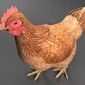 Brown Chicken With Red Comb And Wattles Standing On Gray Surface 3d model