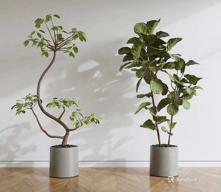 Two Bonsai Potted Plants in Gray Pots Against White Wall on Wooden Floor 3d model 