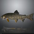 Spotted Fish With White Spots And Orange Fins On Gray Background With Reflection