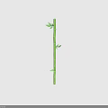 Tall Healthy Green Bamboo Plant with Straight Slender Stalk and Fresh Leaves
