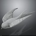 Graceful White Swallow With Fully Spread Wings Against Dark Background