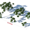 African Jasmine Trees in Multiple Sizes with Natural Shadows for Landscape Design 3d model
