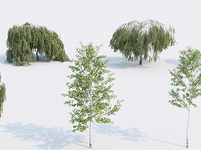 Arbor Display Featuring Willow And Birch Trees With Green Foliage And Natural Shapes 3d model