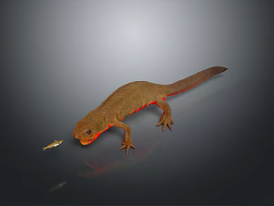 Realistic Brown Salamander With Red Belly And Small Fish On Dark Background 3d model