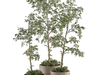 Bonsai Plants With Different Heights In Various Sized Pots For Indoor Decoration 3d model