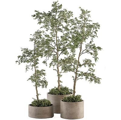 Bonsai Plants With Different Heights In Various Sized Pots For Indoor Decoration 3d model