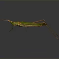 Green Grasshopper With Long Legs And Leaf Shaped Body On Dark Background