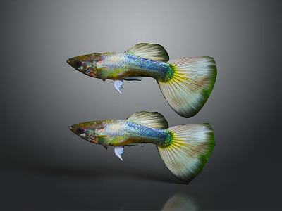 Two Vibrant Guppies With Colorful Fins And Patterned Tails Swimming Gracefully 3d model