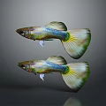Two Vibrant Guppies With Colorful Fins And Patterned Tails Swimming Gracefully