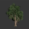 Green Trees of Different Sizes with Brown Trunks on Gray Reflective Ground