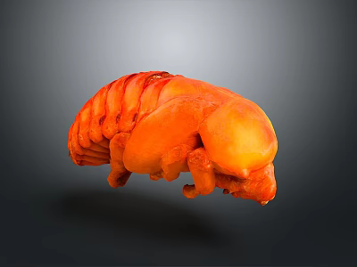 Orange Shiny Creature like 3D Model With Segmented Body Floating On Dark Background 3d model