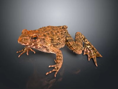 Brown Spotted Frog Sitting On Dark Reflective Surface With Detailed Skin Texture 3d model