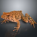 Brown Spotted Frog Sitting On Dark Reflective Surface With Detailed Skin Texture