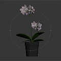 Orchid Plant with Purple Flowers and Green Leaves in Gray Pot on Dark Background