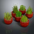 Assorted Green Plants in Red Ceramic Pots With Lush Fresh Leaves