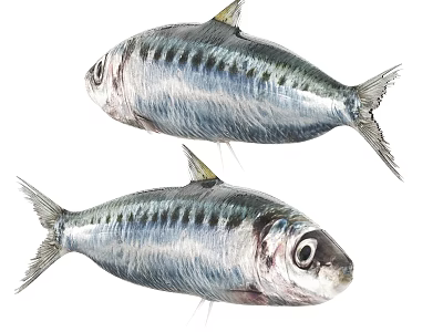 Realistic Illustration Of Two Mackerel Fish With Silver Scales Black Stripes And Yellow Fins 3d model