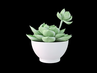 Potted Succulent Plant in White Ceramic Pot with Green Fleshy Leaves Against Black Background 3d model