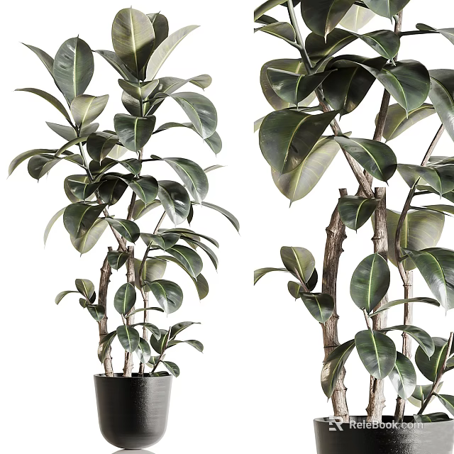 Lush Bonsai Potted Plants With Green Foliage And Wooden Branches In Black Pots 3d model 