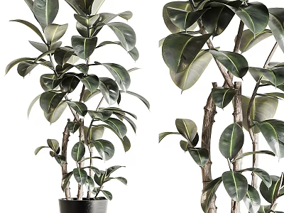 Lush Bonsai Potted Plants With Green Foliage And Wooden Branches In Black Pots 3d model