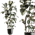 Lush Bonsai Potted Plants With Green Foliage And Wooden Branches In Black Pots