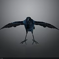 Stunning Deep Blue Crow Standing with Spread Wings in Minimal Gray Background