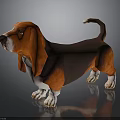 Basset Hound With Orange Brown Coat White Paws Long Ears Short Legs Curled Tail