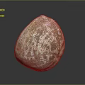 Shellfish With Beautiful Brown And White Patterned Shell On Black Background