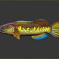 Vibrant Colorful Fish With Pink Head Yellow Body And Blue Fins On Dark Background