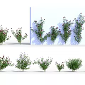 Various Flowering Shrub Varieties with Different Sizes on White Background