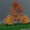 Autumn Arbor Featuring Red Orange Leaves Surrounded By Small Trees And Green Shrubs