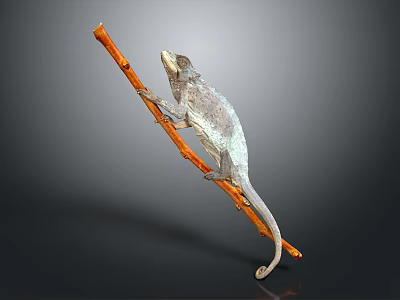 Chameleon reptile climbing with extended tail on an orange branch against gray background 3d model