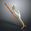 Chameleon reptile climbing with extended tail on an orange branch against gray background