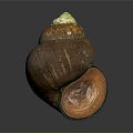 Aquatic Snail Shell With Brown Orange Green Textured Shiny Surface On Dark Background And Reflection 3d model