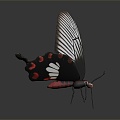 Modern Butterfly Colored Butterfly Tabby Butterfly Leaf Butterfly 3d model