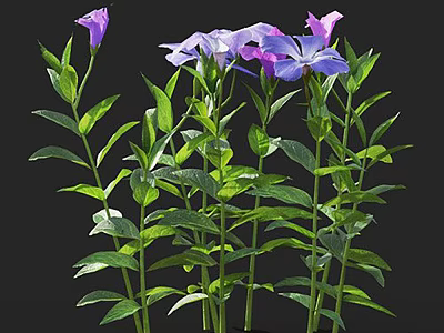 Vibrant Purple And Pink Flowers With Fresh Green Leaves And Upright Stems 3d model