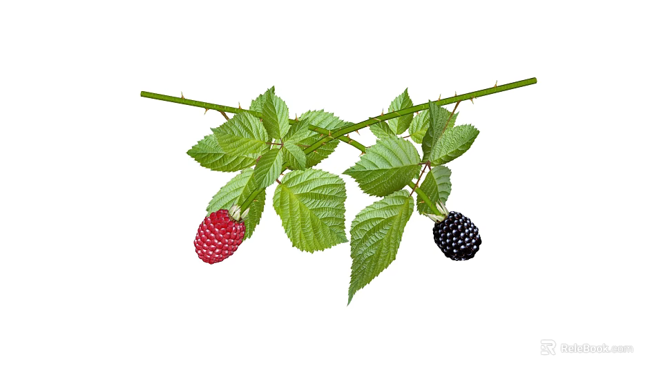 Fresh Blackberry and Raspberry Fruits with Green Leaves on Twig Branch 3d model 
