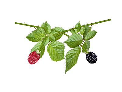 Fresh Blackberry and Raspberry Fruits with Green Leaves on Twig Branch 3d model