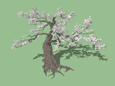 Flowering Arbor With Thick Trunk Exposed Roots And Pink Blossoms On Green Background 3d model