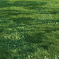 Lush Green Ground Cover With Dense Foliage And Natural Sunlight Patterns