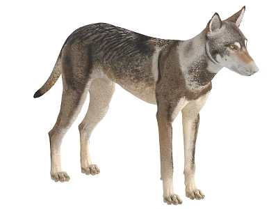 Realistic Wolf 3D Model With Standing Posture And Gray Brown Fur 3d model