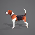 Tri Color Beagle Dog Standing On Gray Background With Shadow 3d model
