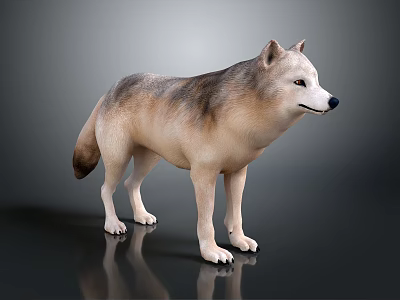Realistic Gray And Brown Wolf Figure Standing On Dark Reflective Surface 3d model